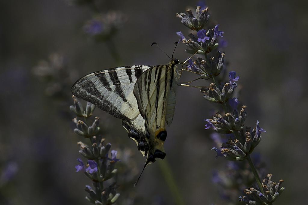 Agriturismo Il Vagabondo Buttrio ภายนอก รูปภาพ